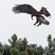 2022 a été une année record pour la nidification de l’Aigle impérial en Tchéquie