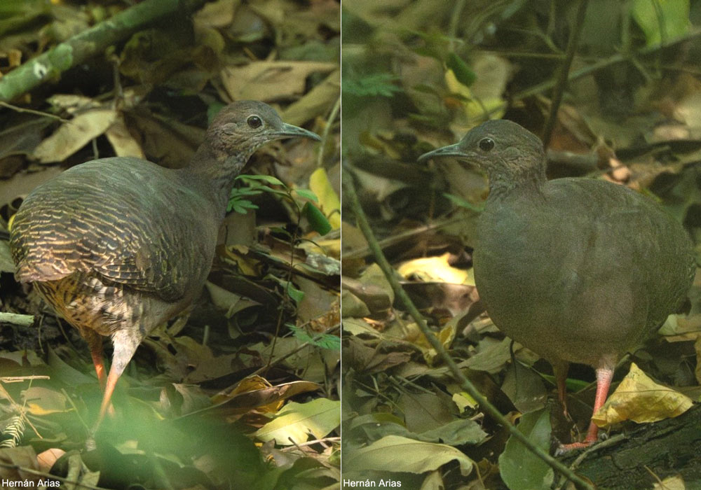 Tinamou de la Magdalena