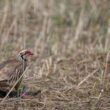 Perdrix rouge sur l’île de Ré