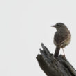 Pipit rousseline sur l’île de Ré