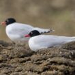 Mouettes mélanocéphales sur l’île de Ré