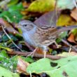 Pourquoi les oiseaux semblent avoir déserté les jardins d’Europe de l’Ouest en août ?