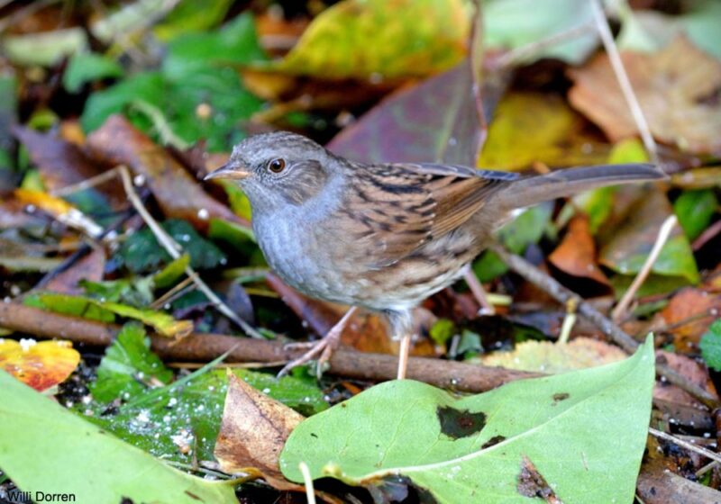 Pourquoi les oiseaux semblent avoir déserté les jardins d’Europe de l’Ouest en août ?