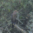 Cormoran pygmée en Alsace