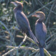 Cormorans pygmées en Alsace