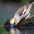 Conseils pour fournir de l’eau aux oiseaux dans les parcs et les jardins