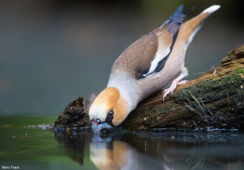 Conseils pour fournir de l’eau aux oiseaux dans les parcs et les jardins