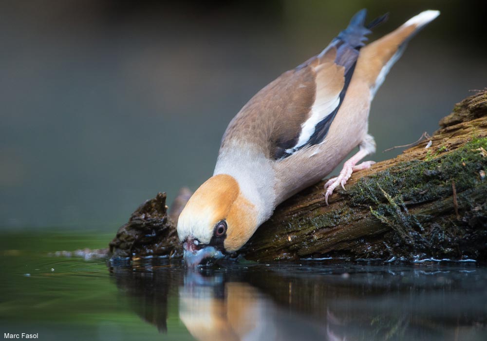 Gros-bec casse-noyaux (Coccothraustes coccothraustes) buvant dans une mare