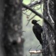 Installation d’une population de Pics noirs dans une forêt du sud-ouest de la Russie suite à un incendie