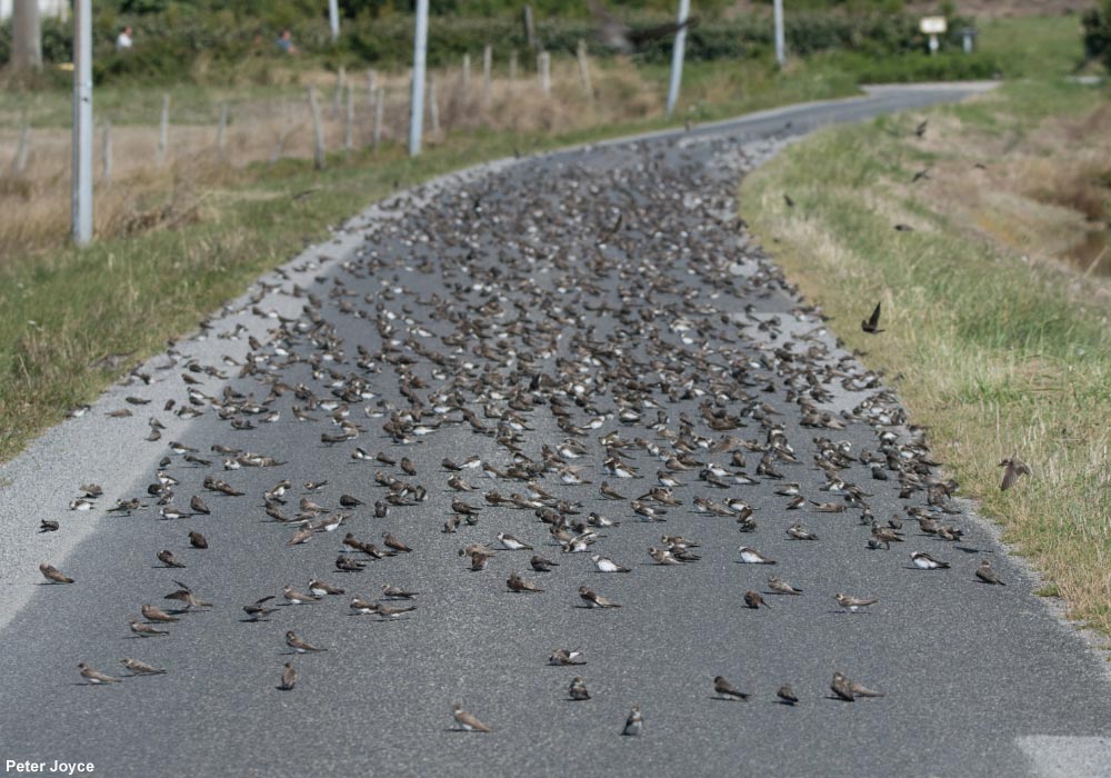 Plusieurs centaines d'Hirondelles de rivage (Riparia riparia)