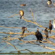 Nouvelle arrivée estivale importante de Cormorans pygmées en Europe centrale en août 2023