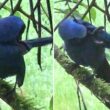 Observation d’un Geai turquoise frottant un mille-pattes contre ses plumes en Équateur