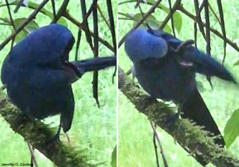 Observation d’un Geai turquoise frottant un mille-pattes contre ses plumes en Équateur