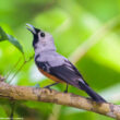 Il existerait deux possibles populations inconnues de Monarques à ailes noires en Nouvelle-Guinée