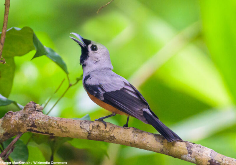 Il existerait deux possibles populations inconnues de Monarques à ailes noires en Nouvelle-Guinée