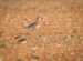 5-Pluvier guignard | Eudromias morinellus | Eurasian Dotterel