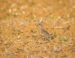 5-Pluvier guignard | Eudromias morinellus | Eurasian Dotterel