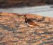 1-Tournepierre à collier | Arenaria interpres | Ruddy Turnstone