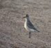 1-Pluvier argenté | Pluvialis squatarola | Grey Plover