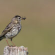 Pipit farlouse