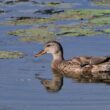 Canard chipeau femelle en Creuse