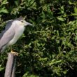 Bihoreau gris adulte sur l’étang des Landes