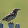 Pipit farlouse