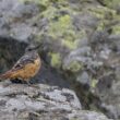 Monticole de roche dans le Sancy