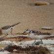 Bécasseaux de Baird et sanderling