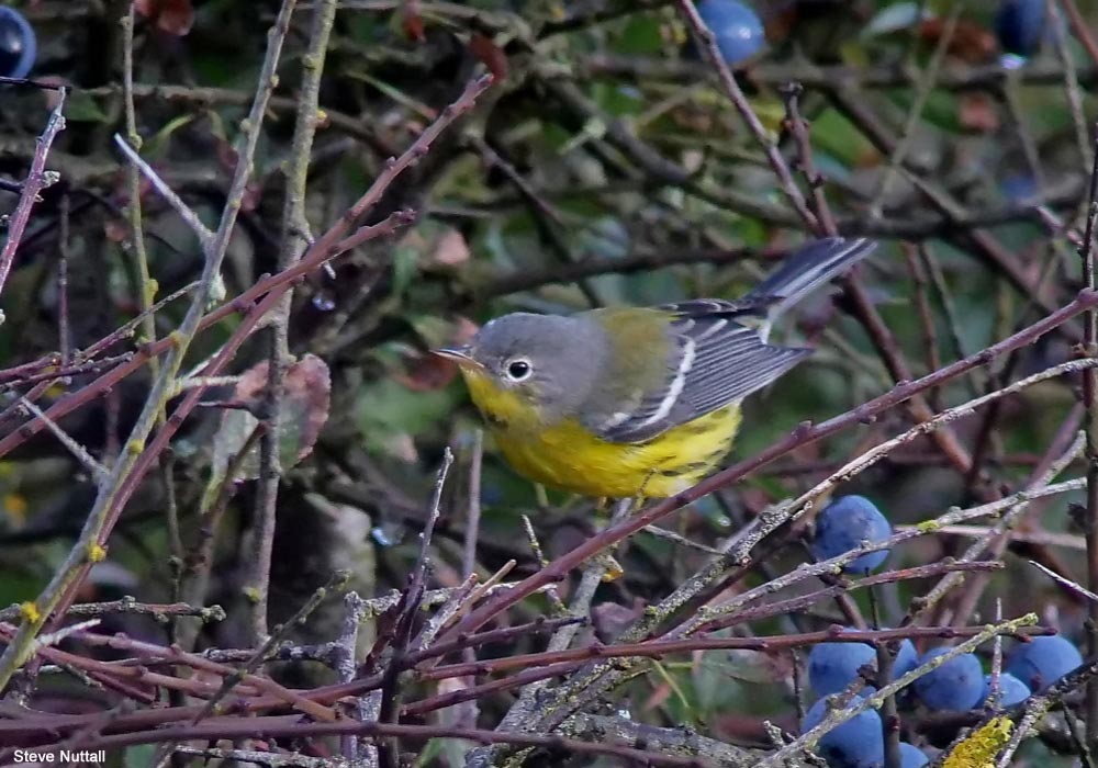 Paruline à tête cendrée (Setophaga magnolia)