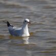 Mouette rieuse sur le courant d’Huchet