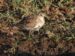 1-Bécasseau variable | Calidris alpina | Dunlin