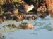 1-Bécasseau variable | Calidris alpina | Dunlin