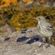 Pipit maritime sur l’île de Sein