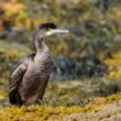 Cormoran huppé sur l’île de Sein