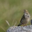 Pipit farlouse