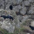 Craves à bec rouge dans le Finistère