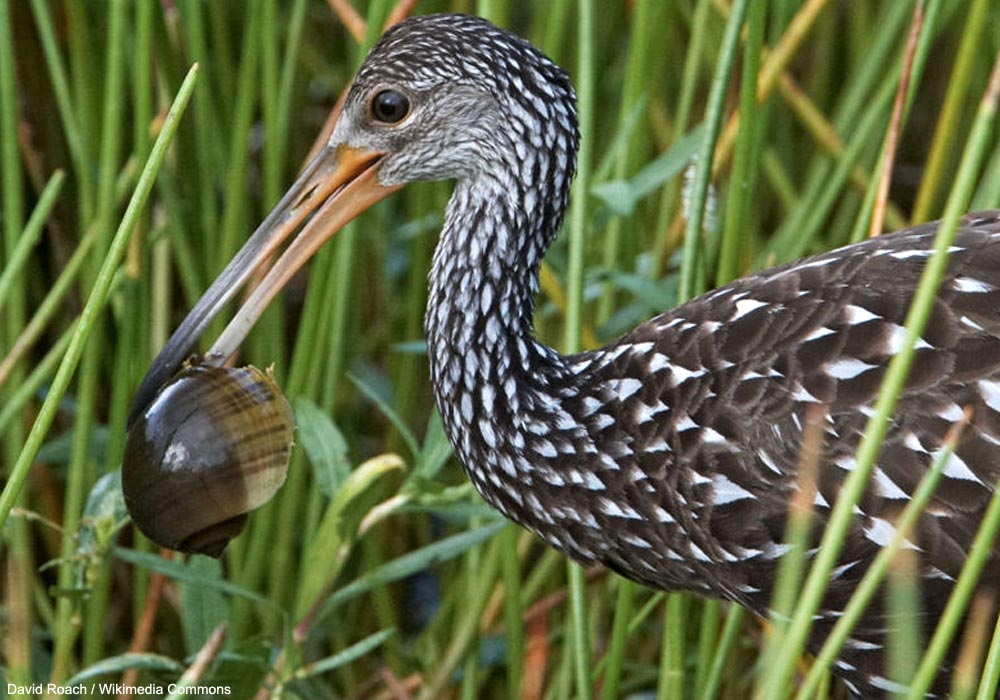 Courlan brun (Aramus guarauna) avec un escargot du genre Pomacea