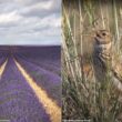 Plantation de champs de lavandin dans la province de Guadalajara (Espagne) pour aider le Sirli de Dupont