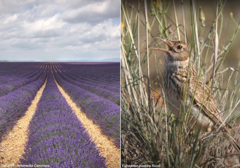 Plantation de champs de lavandin dans la province de Guadalajara (Espagne) pour aider le Sirli de Dupont