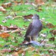 Épervier d’Europe femelle dans mon jardin