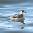 Phalarope à bec large dans l’Eure