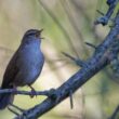 Bouscarle de Cetti dans le marais de Brouage