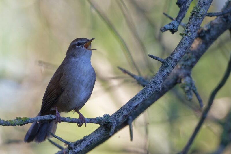 Bouscarle de Cetti dans le marais de Brouage