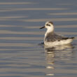 Phalarope à bec large dans le port d’Audenge