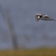 Sterne arctique dans le bassin d’Arcachon