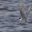 Sterne arctique dans le domaine de Certes