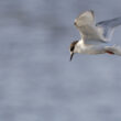 Sterne arctique dans le bassin d’Arcachon