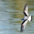 Mouette pygmée juvénile