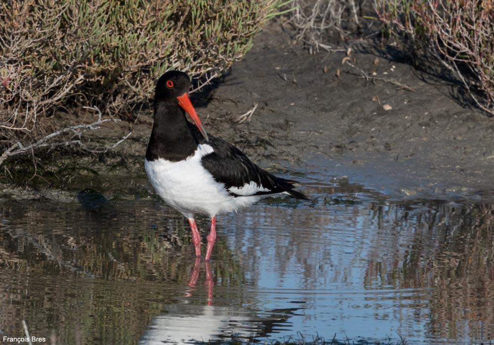 Huîtrier pie (Haematopus ostralegus)